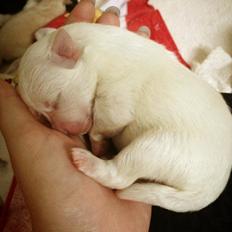 Blanding af racer Armani