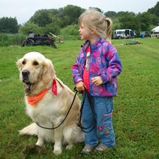 Golden retriever Felix