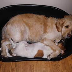 Golden retriever Felix