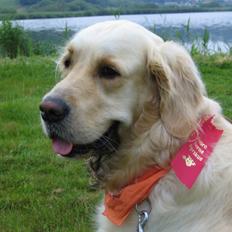 Golden retriever Felix