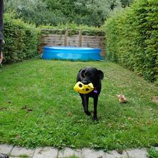 Labrador retriever Freja