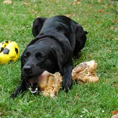 Labrador retriever Freja