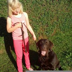 Labrador retriever Bella<3