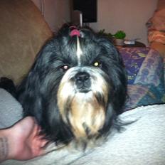 Shih tzu Flindt´s Born To Beauty (Bumle)