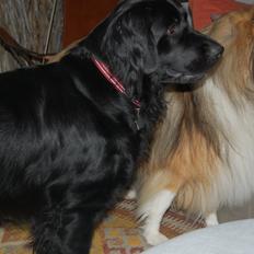 Blanding af racer Bella ~min lille skat~