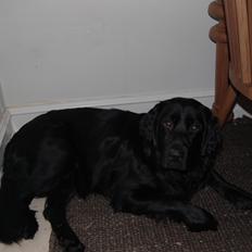 Blanding af racer Bella ~min lille skat~