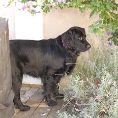 Blanding af racer Bella ~min lille skat~