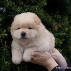 Chow chow Nin-T'sun Cooper De La Creme