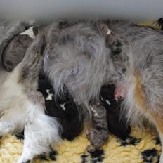 Shetland sheepdog Shenaja Starbiscuit In Blue