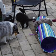 Shetland sheepdog Shenaja Starbiscuit In Blue