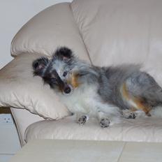 Shetland sheepdog Shenaja Starbiscuit In Blue