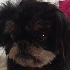 Griffon bruxellois Jaca