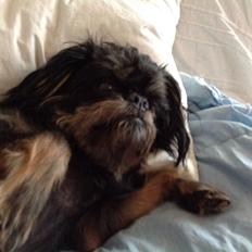 Griffon bruxellois Jaca