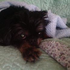 Griffon bruxellois Jaca