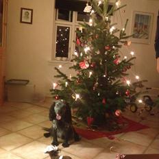 Cocker spaniel Fazer