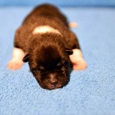 American Akita Zira