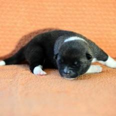 American Akita Zira