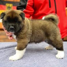 American Akita Zira
