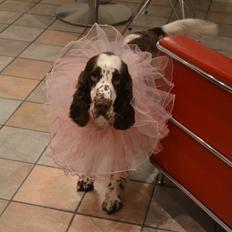 Engelsk springer spaniel Maddie