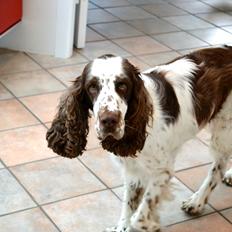 Engelsk springer spaniel Maddie