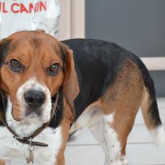 Beagle Leonardo