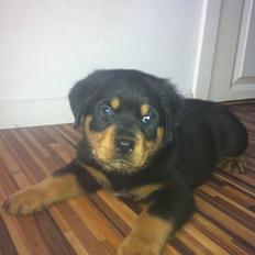 Rottweiler Cudjo 