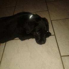 Blanding af racer Ozzy