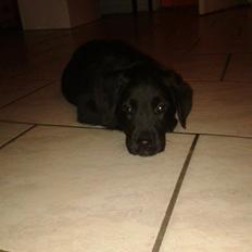 Blanding af racer Ozzy