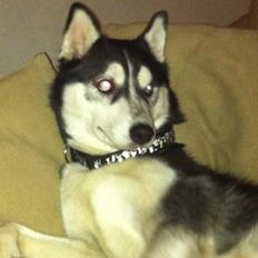 Siberian husky Laika