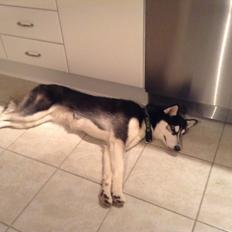 Siberian husky Laika