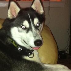 Siberian husky Laika