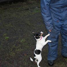 Dansk svensk gaardhund Captain Morgan