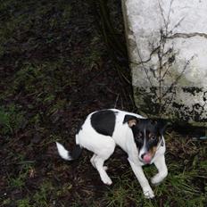 Dansk svensk gaardhund Captain Morgan