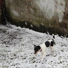 Dansk svensk gaardhund Captain Morgan