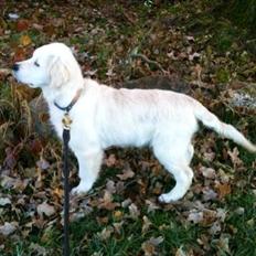 Golden retriever Filippa