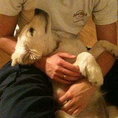 Golden retriever Filippa