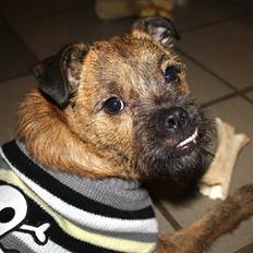 Blanding af racer Charlie