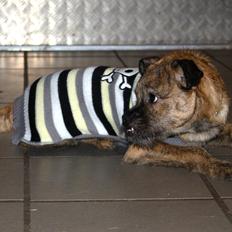 Blanding af racer Charlie