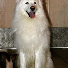 Samojedhund Falcon