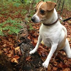Dansk svensk gaardhund Lady