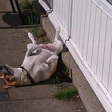 Dansk svensk gaardhund Lady