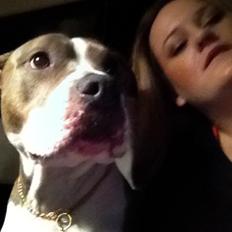 Amerikansk staffordshire terrier Mille