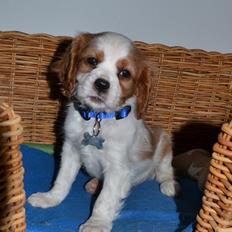 Cavalier king charles spaniel Arne