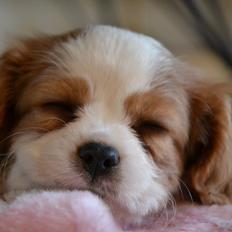 Cavalier king charles spaniel Arne