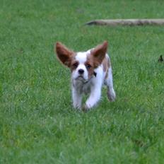 Cavalier king charles spaniel Arne
