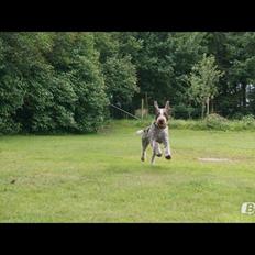 Ruhåret hønsehund Scott