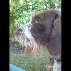 Ruhåret hønsehund Scott