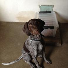 Korthåret hønsehund Malle