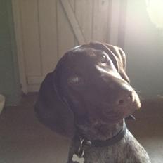 Korthåret hønsehund Malle