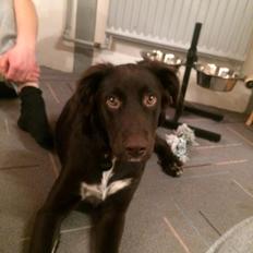 Blanding af racer Alex